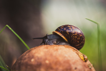Snail sitting on the Leccinum cap. Shallow depth of field