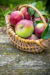 Juicy ripe apples in a wicker basket and a cup of coffee on a wooden table in a rustic garden, the concept of organic food, harvest, gardening