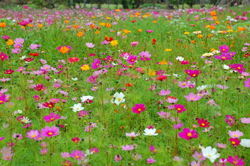 Colorful flowers blooming in Spring in Taiwan