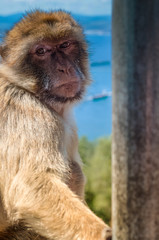 Portrait of ape in Gibraltar