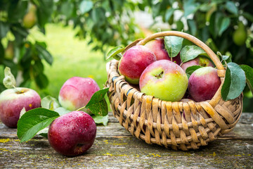 Juicy ripe apples in a wicker basket and a cup of coffee on a wooden table in a rustic garden, the concept of organic food, harvest, gardening