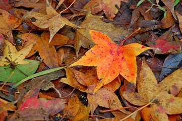 Colorful leaves in Autumn in Taiwan