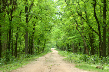 forest nature environment trees road green