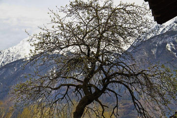 Tree ghost
