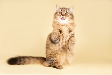 scottish straight longhair cat on colored backgrounds