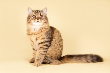 scottish straight longhair cat on colored backgrounds