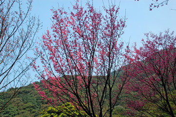 Fototapeta premium Pink cherry blossoms blooming in Spring in Taiwan