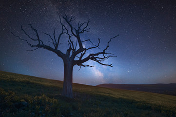 Fototapeta na wymiar Vibrant Milky Way composite image over landscape of Beautiful field of rapeseed