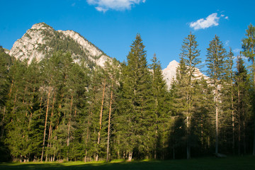 Bosco nei pressi di San Vigilio di Marebbe, Alto Adige