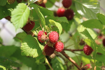 Bunches of ripe raspberries in the summer sun