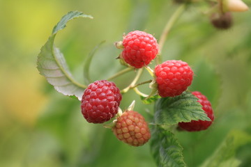 Bunches of ripe raspberries in the summer sun