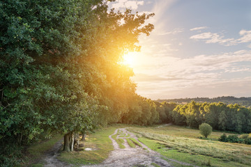 Summer sunset sunshine through trees in Ashdown Forest English countryside landscape