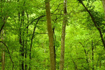 Fototapeta premium forest wood environment nature beauty