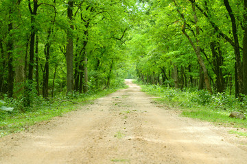 Fototapeta na wymiar forest nature environment trees road green