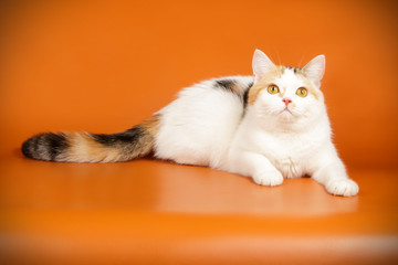 scottish straight shorthair cat on colored backgrounds
