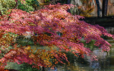 Autumn garden in Tokyo, Japan