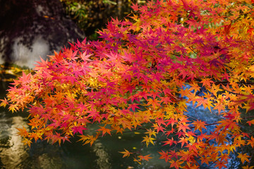 Obraz na płótnie Canvas Autumn garden in Tokyo, Japan