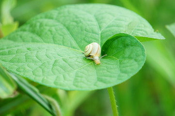 カタツムリ　かたつむり　幼虫　夏