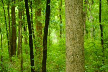 forest wood environment nature beauty