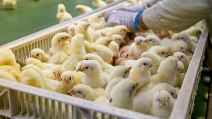 Baby Chickens just born on tray, Poultry Business. chicken farm business with high farming and...