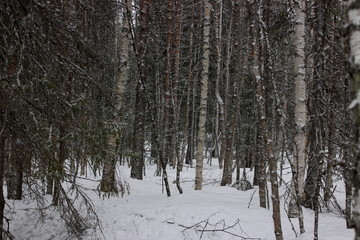 snowy forest in finland