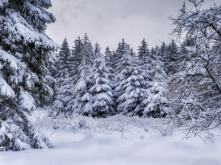 Winter fir forest landscape with snow covered trees. Nature winter background