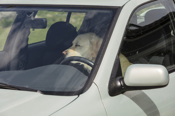 A yellow Labrador dog sits in a hot car in Finland. It's a sunny day.