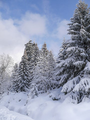 Winter forest nature landscape with snow covered trees. Nature winter background