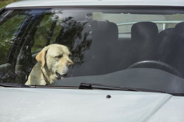 A yellow Labrador dog sits in a hot car in Finland. It's a sunny day.