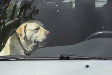 A yellow Labrador dog sits in a hot car in Finland. It's a sunny day.
