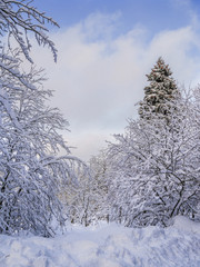 Winter forest nature landscape with snow covered trees. Nature winter background. Top view