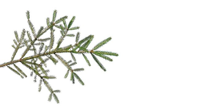 prickly branch of a coniferous tree on a white background