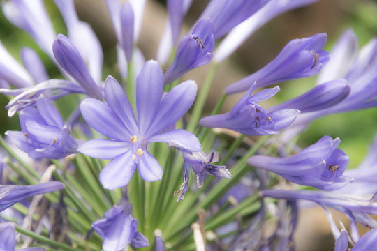 Bonitas flores moradas, idel para fondos