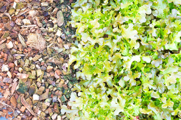 Fresh lettuce leaves, close up.
