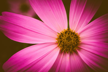 Fototapeta premium Romantic vintage rose background as concept of valentine's day. Sweet artificial roses background, Beautiful roses in the garden with vintage retro tone.
