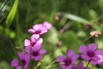 purple flowers