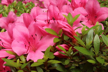  azalea