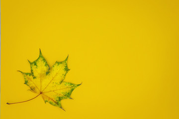 Fototapeta premium maple leaf on yellow background