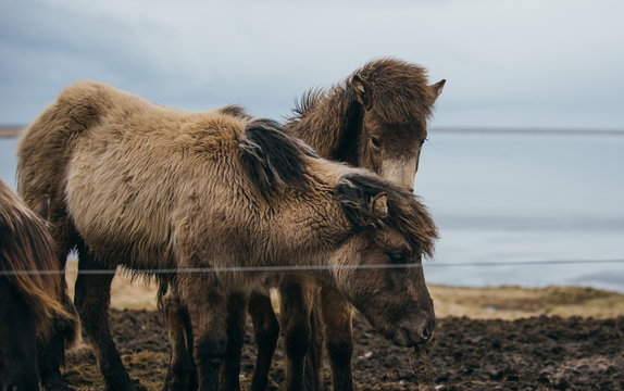 Icelandic horses in the nature