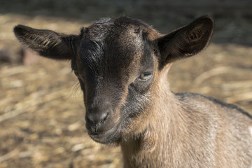 Portrait of a seven days old goatling
