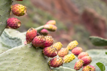 Opuntia stricta plant