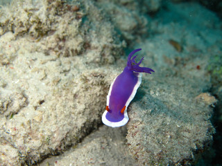 Nudi in Sipadan, Malaysia