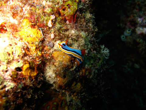 Nudi in Sipadan, Malaysia