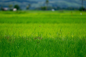 Fototapeta na wymiar View of the countryside in the valley, Thailand