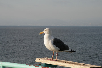 White gull on the beach of USA
