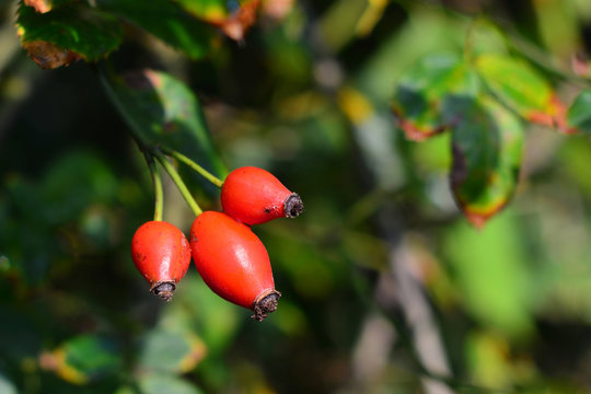 rosa canina fruit