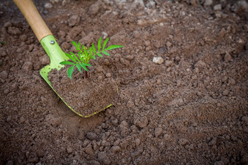 Garden tools shovel and rake on the ground with a plant sprout, flat lay top view with copy space, concept of horticulture ecology hobby