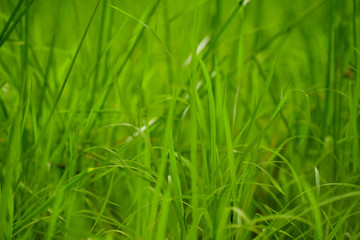 Fototapeta na wymiar grass green nature plant field
