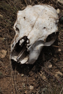 skull, animal, bone, dead, death, head, nature, skeleton, mammal, white, sheep, anatomy, bones, teeth, cow, dog, wild, isolated, old, jaw, farm, horror, wildlife, grass