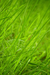 grass green nature plant field